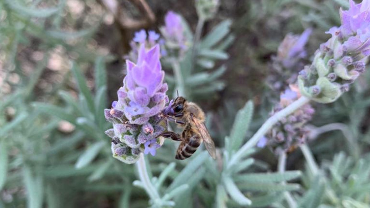 Plantar lavanda em vaso