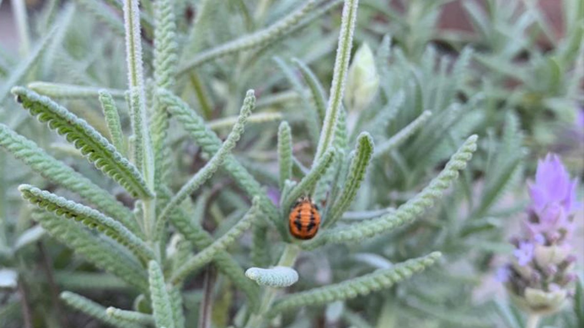 Plantar lavanda