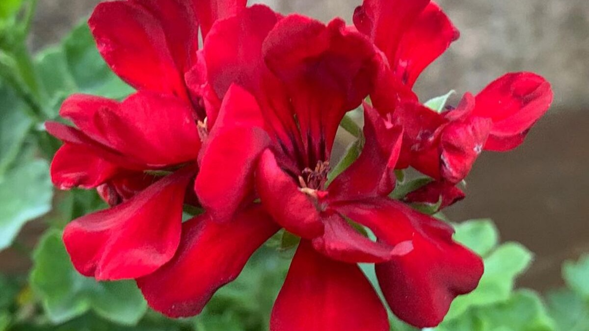 Geranio vermelho - como plantar gerânios pendentes