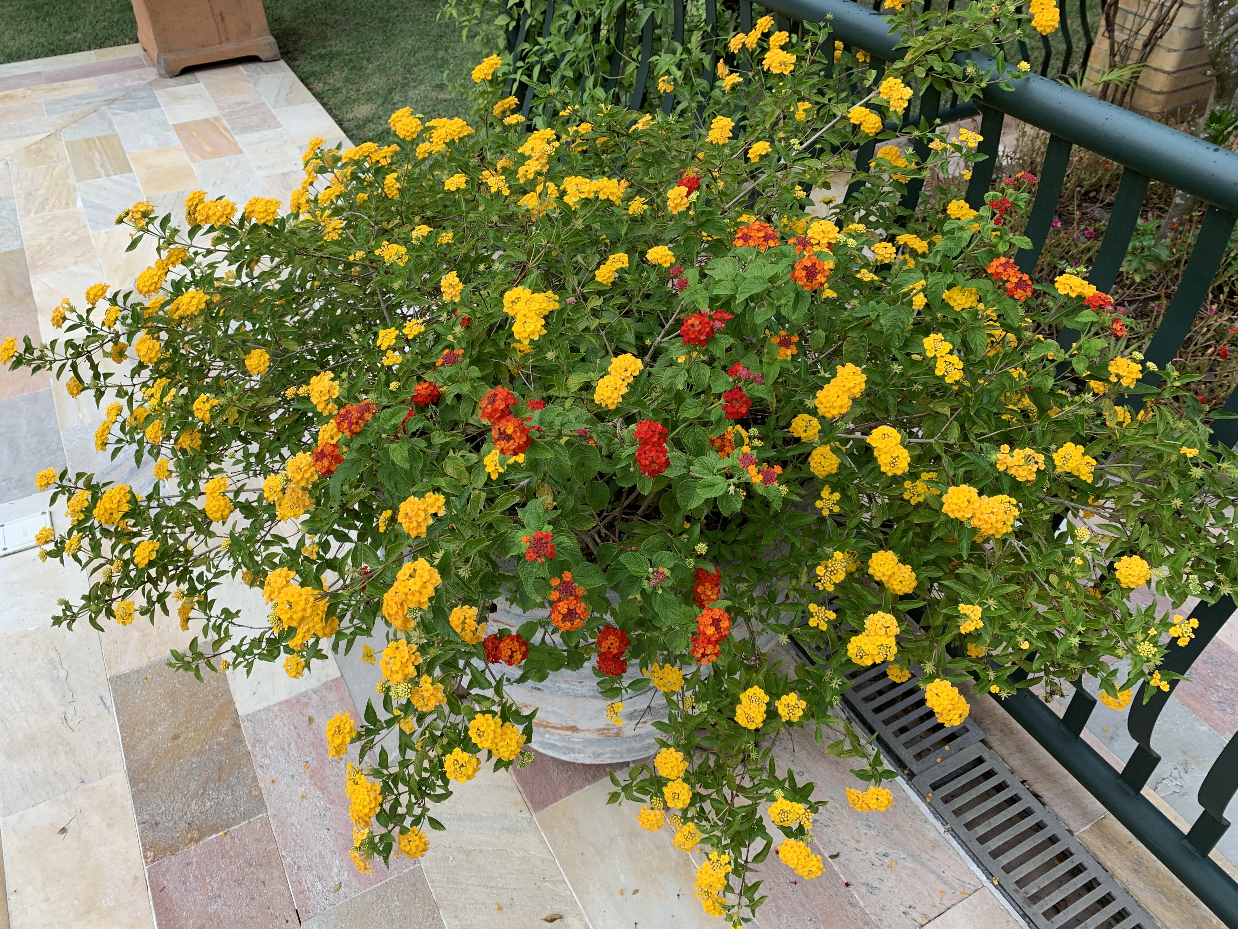 Como plantar lantana camara, ou cambará em vasos na sua casa e jardim |  Blog do Jardineiro Amador