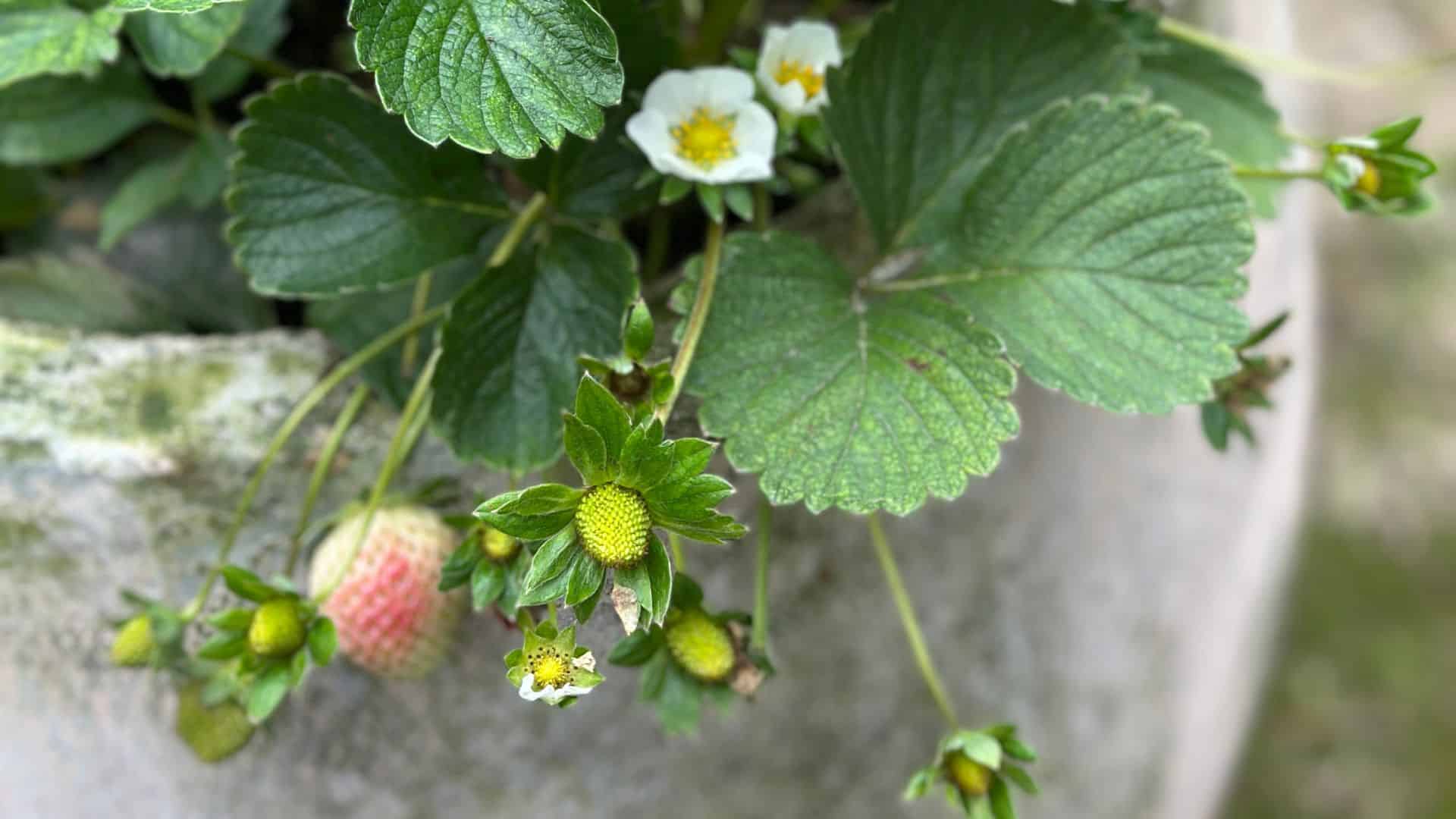 Como plantar morangos | dicas do jardineiro amador