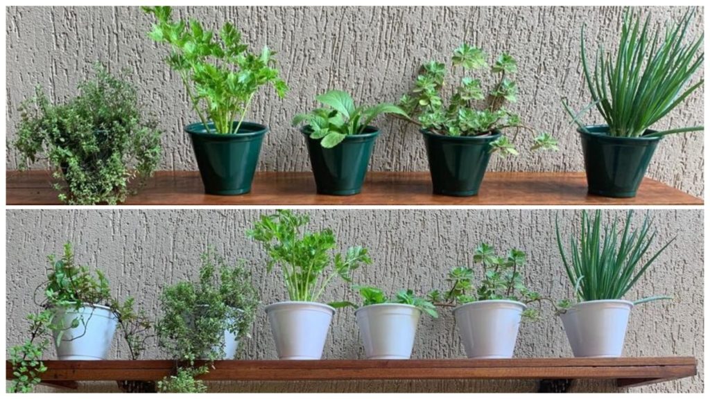Mini horta na sua casa ou apartamento - como fazer uma mini-horta orgânica