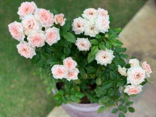 Mini Rosa do jardineiro Amador