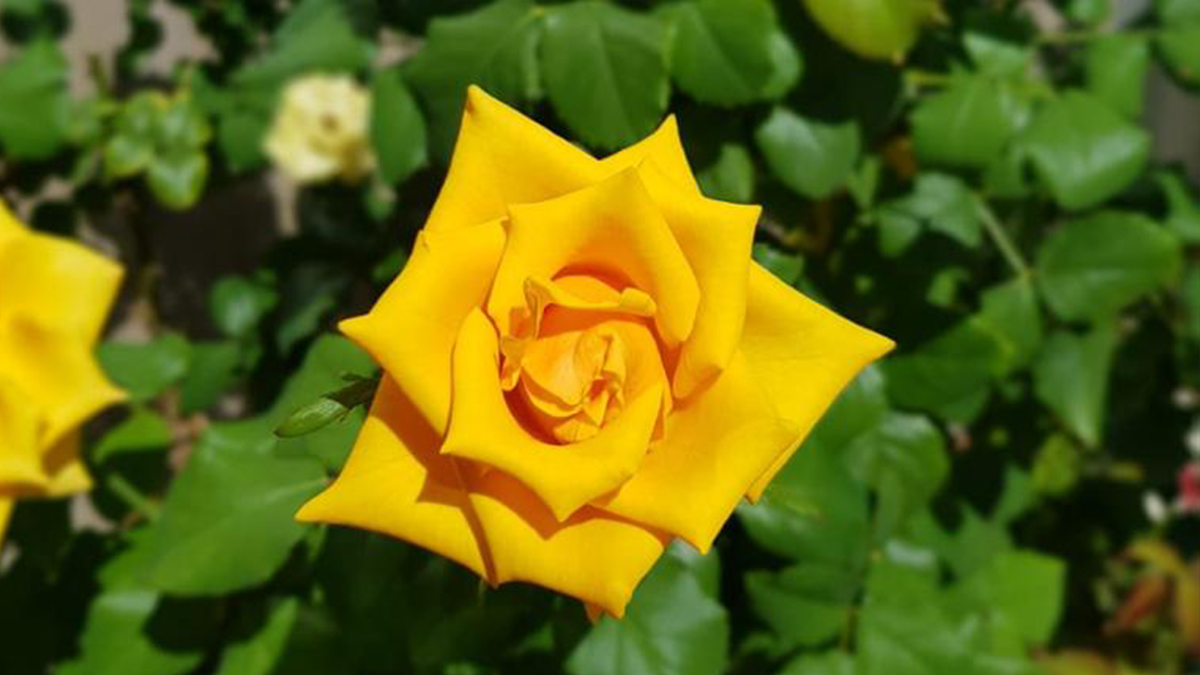 Rosa Amarela Jardineiro Amador