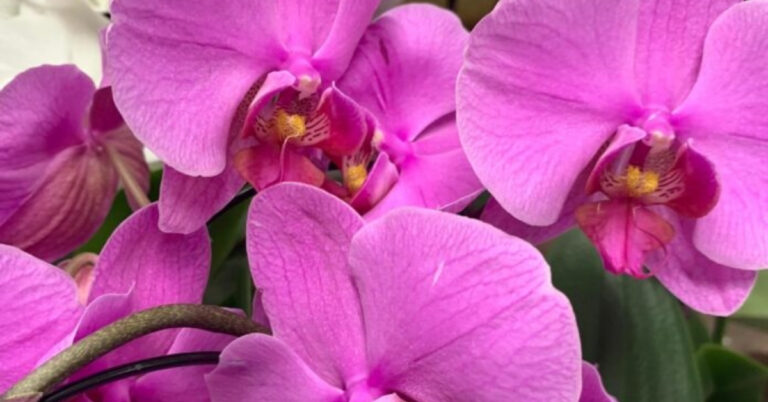 Foto de flores de orquídeas lilas