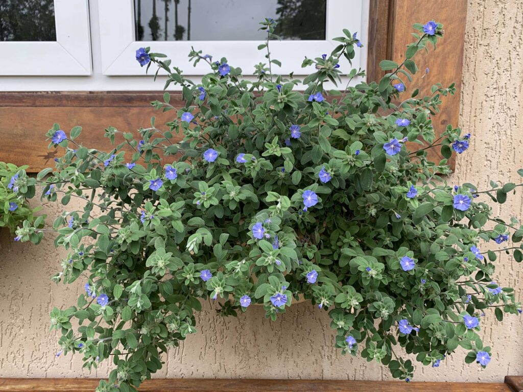Como plantar azulzinha em vasos | Blog do Jardineiro Amador