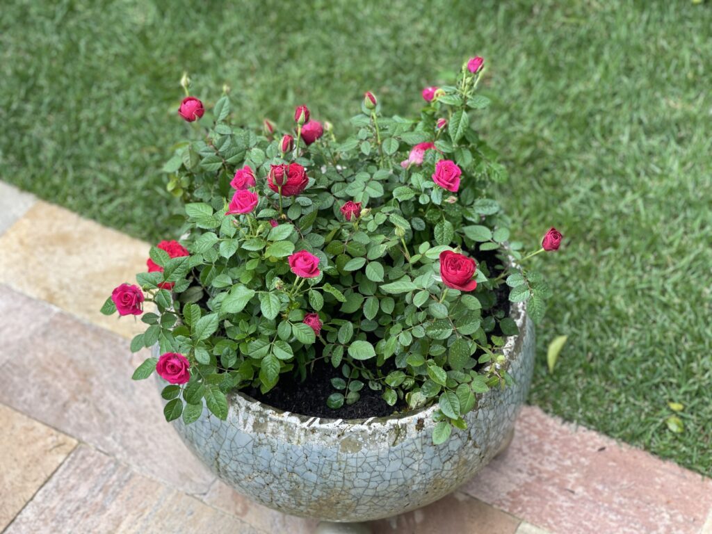 como plantar mini rosas em vasos