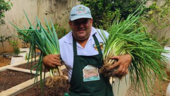 Como Plantar Cebolinha Verde