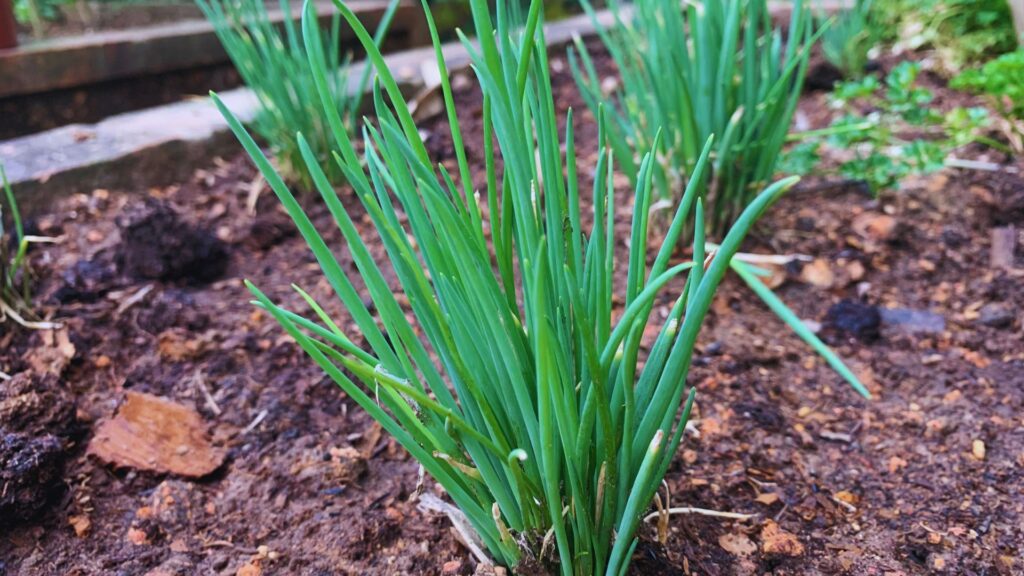 Como Plantar Cebolinha Verde