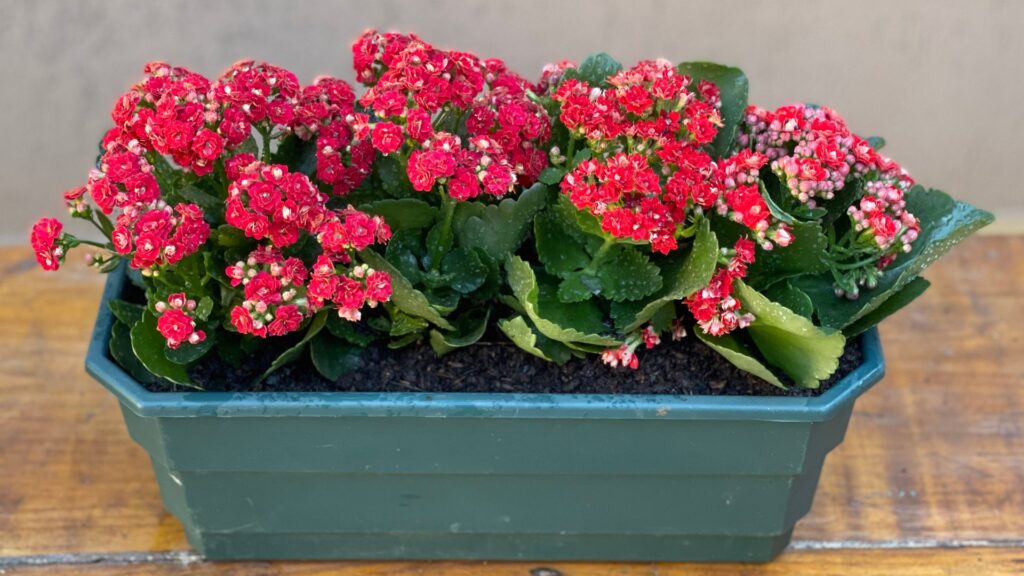 Kalanchoe ou Flor-da-Fortuna - Como Plantar