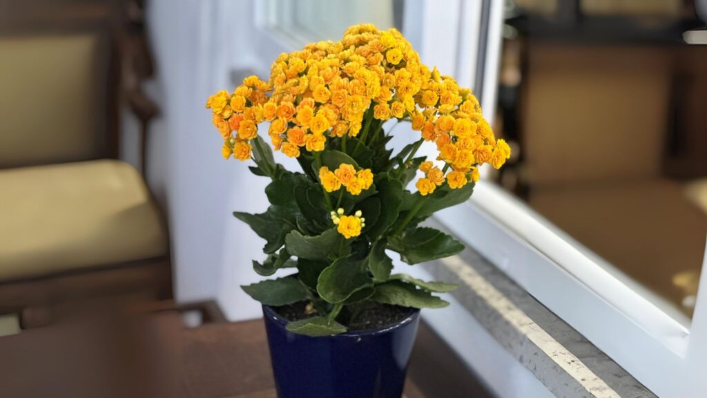 Kalanchoe ou Flor-da-Fortuna - Como Plantar