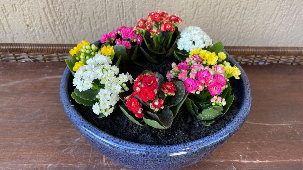 Kalanchoe ou Flor-da-Fortuna - Como Plantar