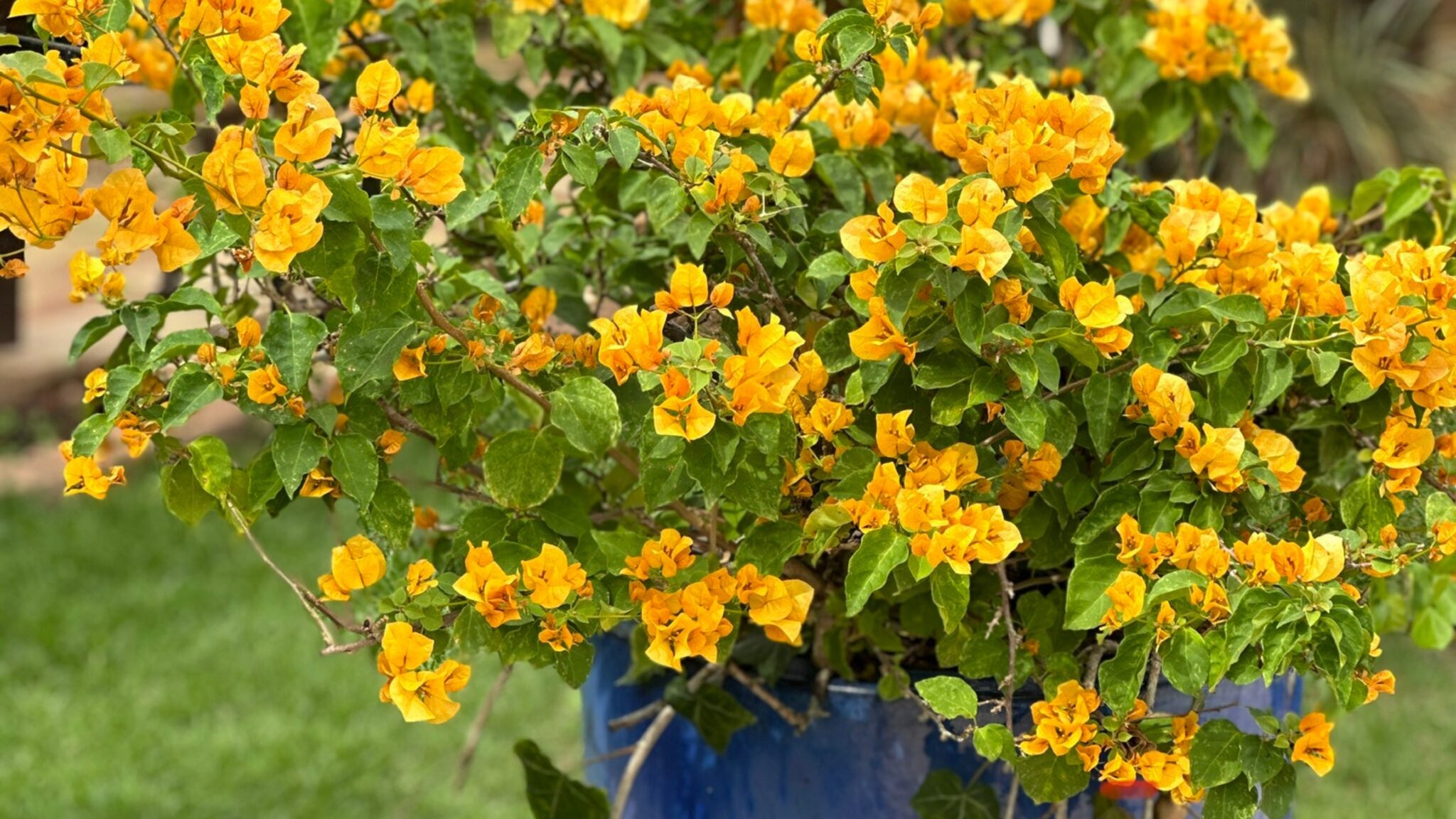 Primavera | Bougainville no Vaso ou Jardim | Blog do Jardineiro Amador
