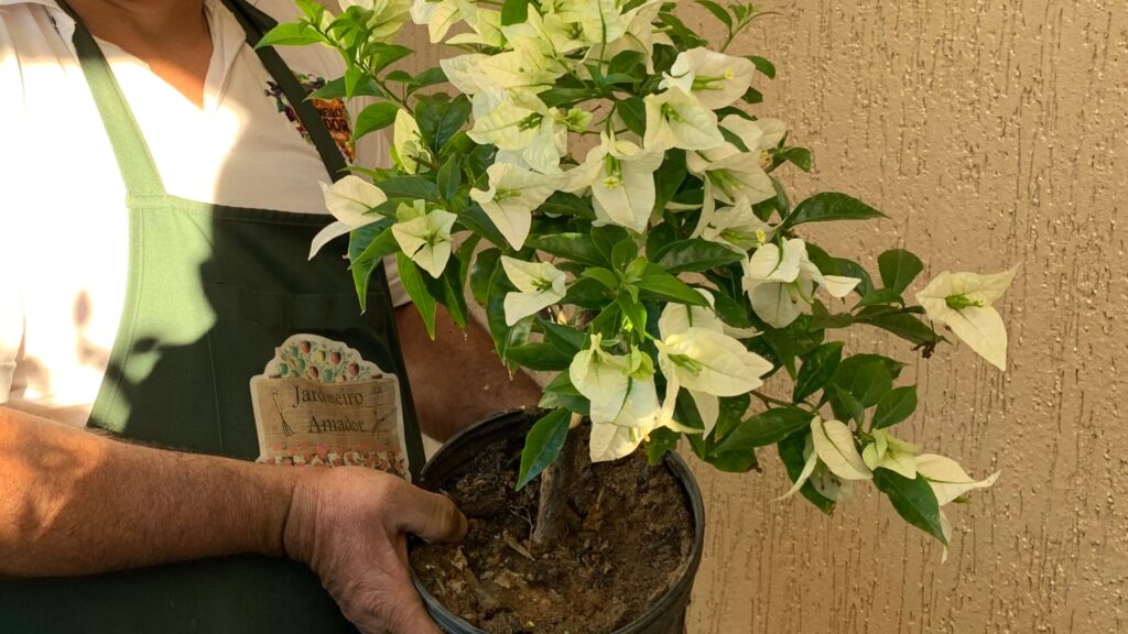Primavera | Bougainville no Vaso ou Jardim