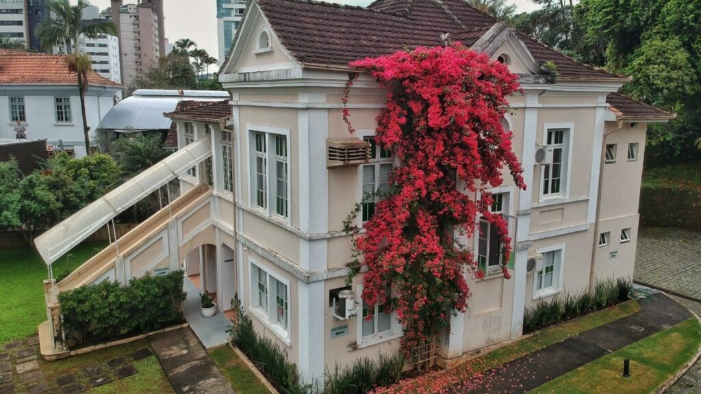 Primavera | Bougainville no Vaso ou Jardim