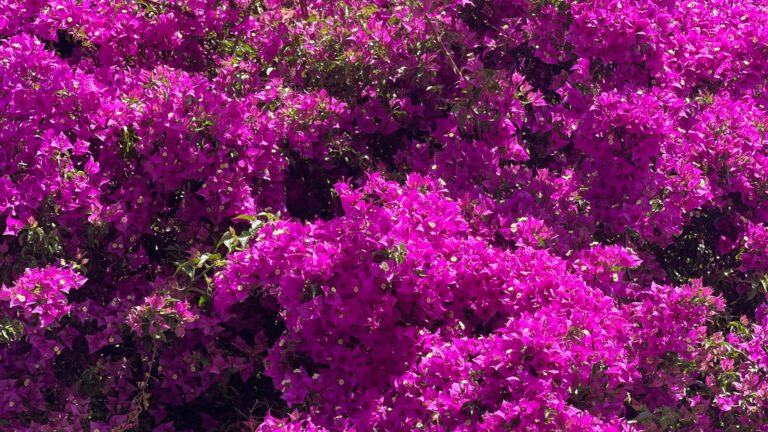 Primavera | Bougainville no Vaso ou Jardim