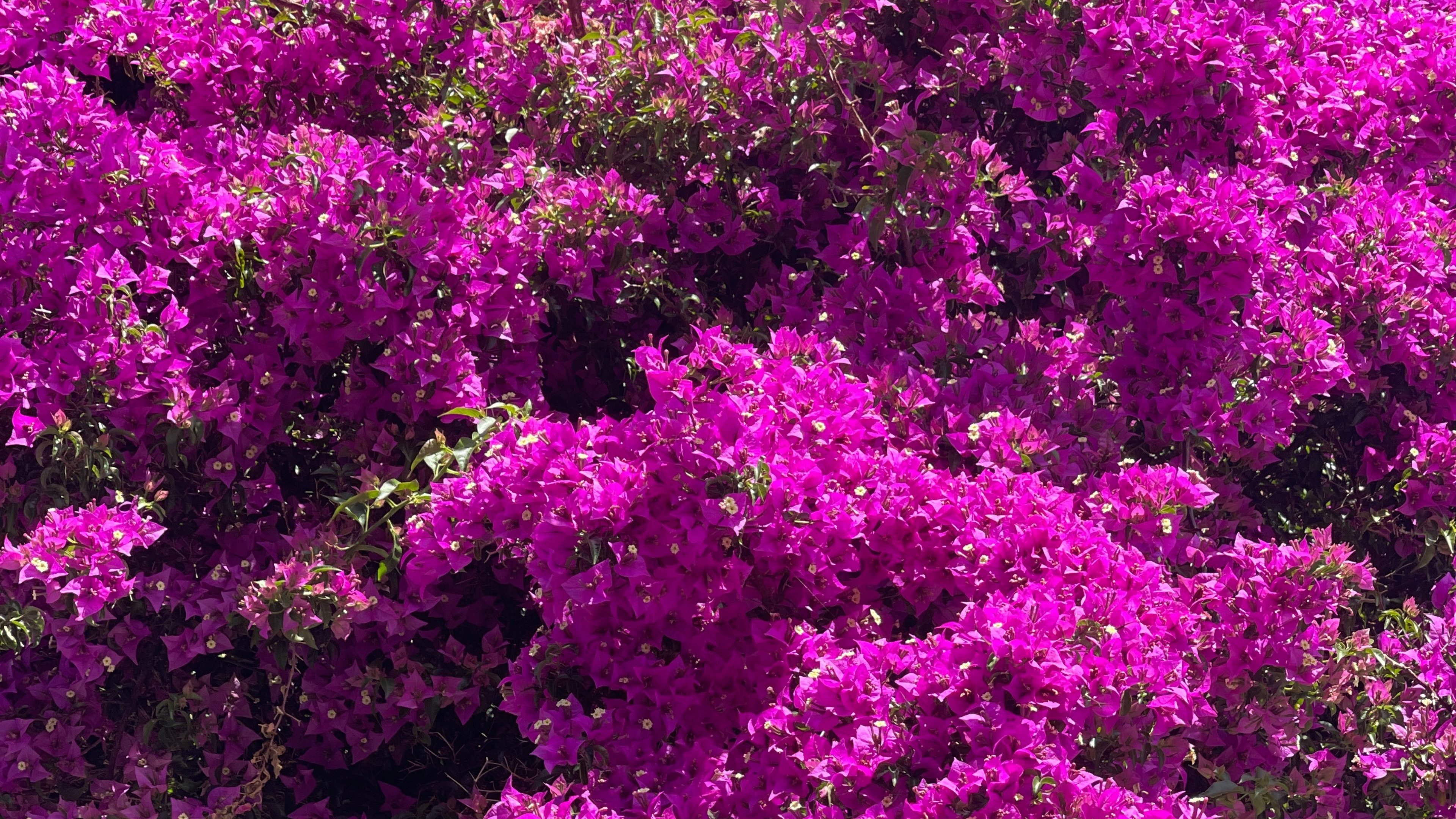 Primavera | Bougainville no Vaso ou Jardim