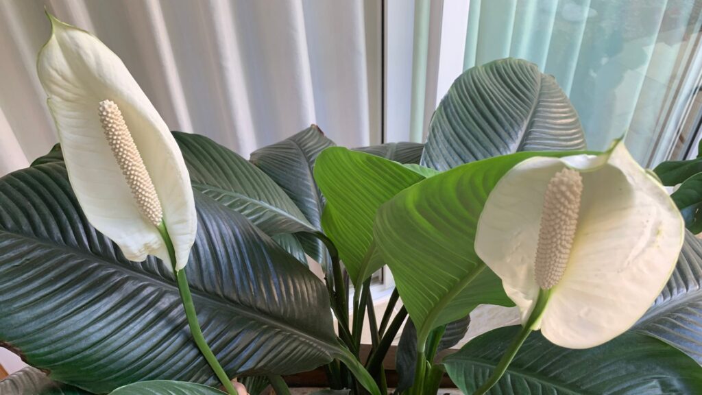 Jardinagem e Feng Shui