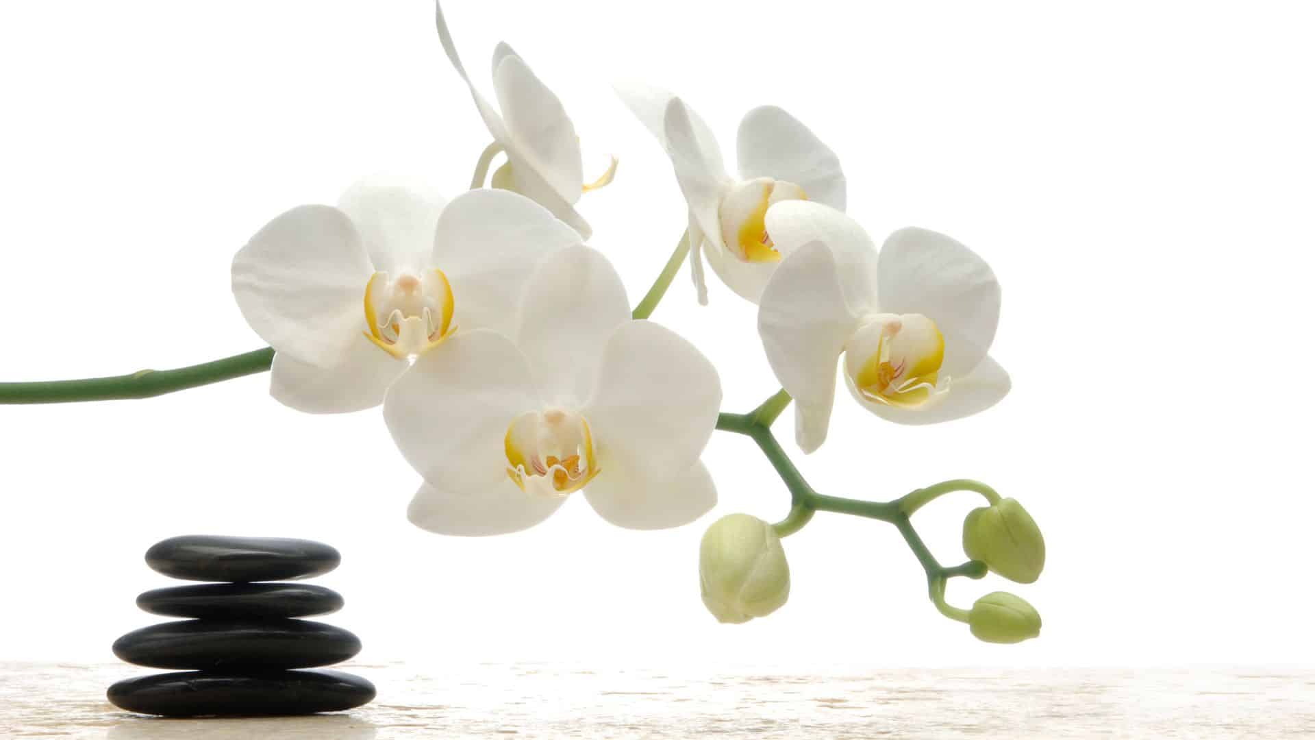 Jardinagem e Feng Shui