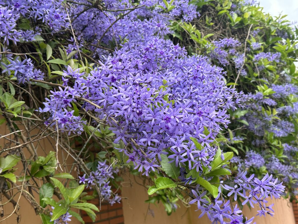 Flor-de-São-Miguel