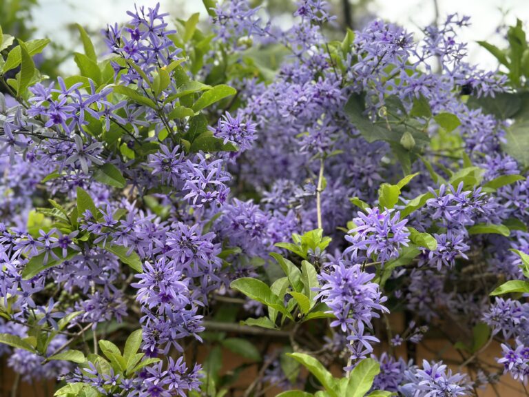 Flor-de-São-Miguel