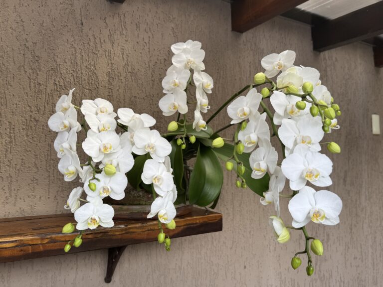Orquídea Phalaenopsis | Como Cultivar