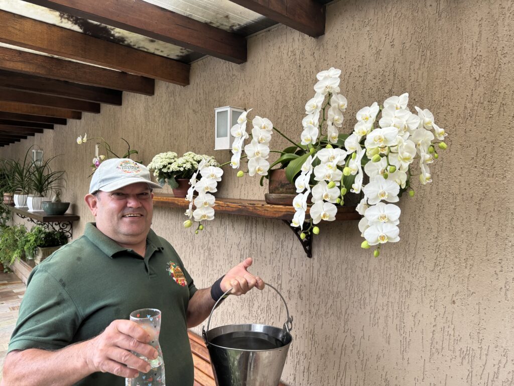 Orquídea Phalaenopsis | Como Cultivar