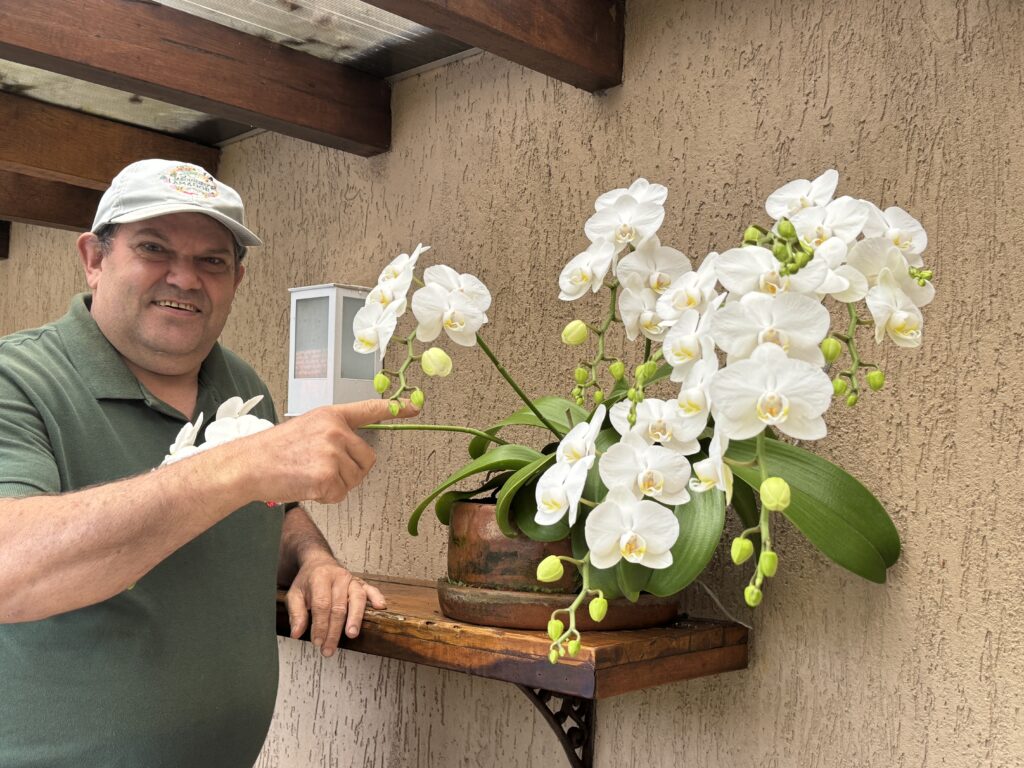 Orquídea Phalaenopsis | Como Cultivar
