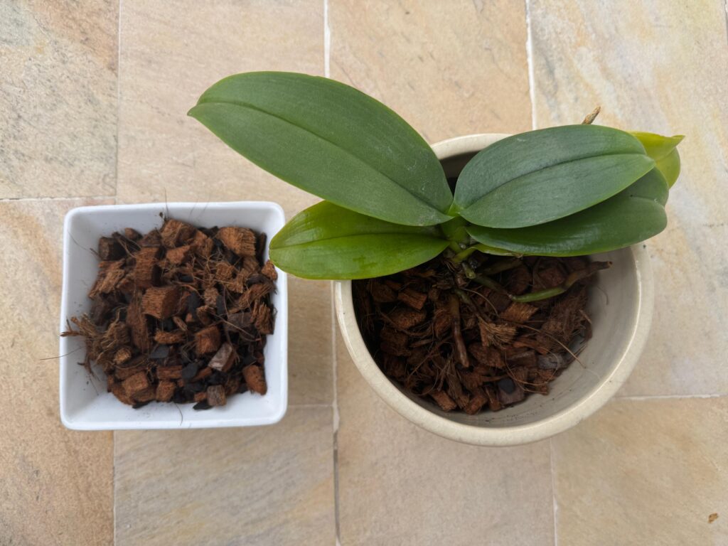 Orquídea Phalaenopsis | Como Cultivar